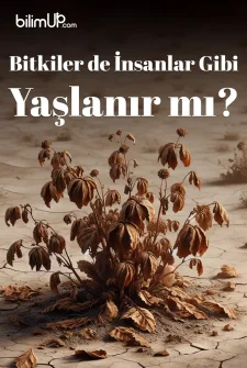 Bitkiler de İnsanlar Gibi Yaşlanır mı?