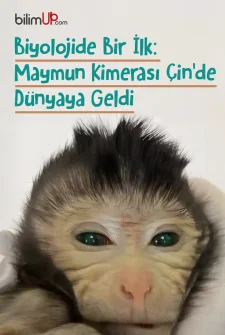 Biyolojide Bir İlk: Maymun Kimerası Çin’de Dünyaya Geldi