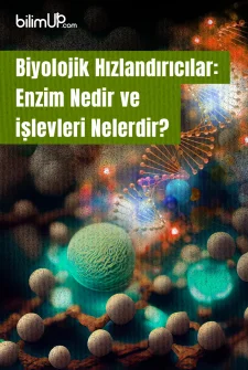 Biyolojik Hızlandırıcılar: Enzim Nedir ve İşlevleri Nelerdir?