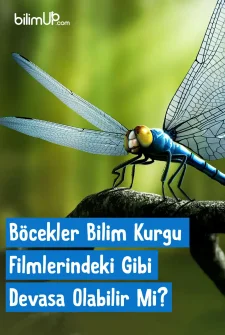 Böcekler Bilim Kurgu Filmlerindeki Gibi Devasa Olabilir Mi?