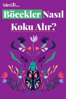 Böcekler Nasıl Koku Alır?
