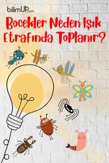 Böcekler Neden Işık Etrafında Toplanır?