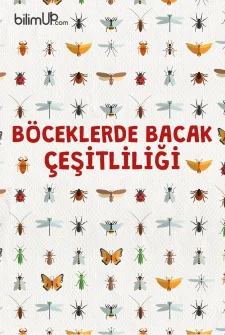 Böceklerde Bacak Çeşitliliği