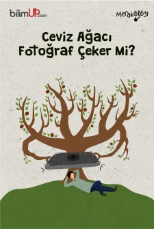 Ceviz Ağacı Fotoğraf Çeker Mi?