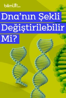 DNA'nın Şekli Değiştirilebilir Mi?