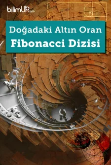 Doğadaki Altın Oran: Fibonacci Dizisi