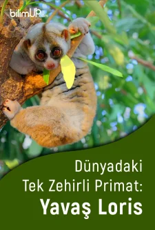 Dünyadaki Tek Zehirli Primat: Yavaş Loris