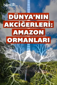 Dünya’nın Akciğerleri: Amazon Ormanları