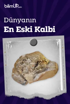 Dünyanın En Eski Kalbi Keşfedildi