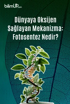 Dünyaya Oksijen Sağlayan Mekanizma: Fotosentez Nedir?