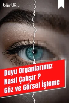 Duyu Organlarımız Nasıl Çalışır? Göz ve Görsel İşleme