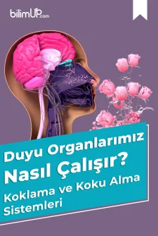 Duyu Organlarımız Nasıl Çalışır? Koklama ve Koku Alma Sistemleri