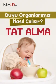 Duyu Organlarımız Nasıl Çalışır? Tat alma