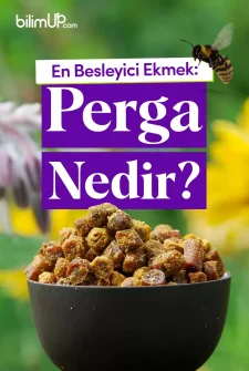 En Besleyici Ekmek: Perga Nedir?