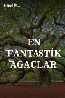 Fantastik Ağaçlar