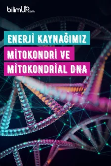 Enerji Kaynağımız Mitokondri ve Mitokondrial DNA
