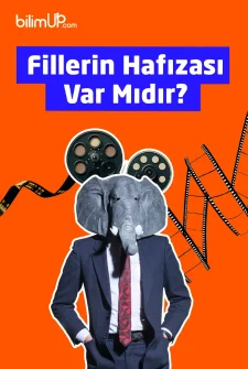 Fillerin Hafızası Var Mıdır?