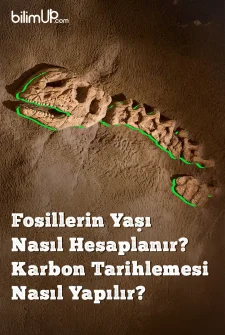 Fosillerin Yaşı Nasıl Hesaplanır? Karbon Tarihlemesi Nasıl Yapılır?