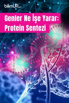 Genler Ne İşe Yarar: Protein Sentezi