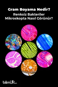 Gram Boyama Nedir? Renksiz Bakteriler Mikroskopta Nasıl G&ouml;r&uuml;n&uuml;r?