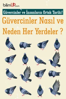 Güvercinler ve İnsanların Ortak Tarihi!