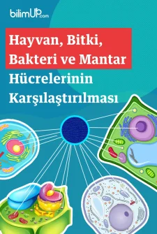 Hayvan, Bitki, Bakteri ve Mantar Hücre Tipleri ve Hücrelerin Karşılaştırılması