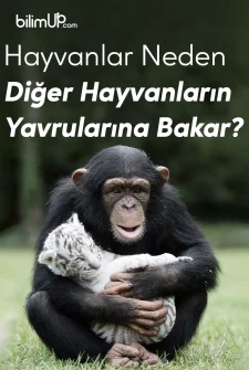Hayvanlar Neden Diğer Hayvanların Yavrularına Bakar?