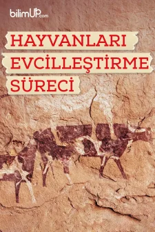 Hayvanların Evcilleştirme Süreci