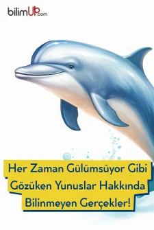 Her Zaman Gülümsüyor Gibi Gözüken Yunuslar Hakkında Bilinmeyen Gerçekler!