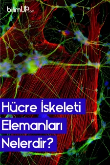 Hücre İskeleti Elemanları Nelerdir?
