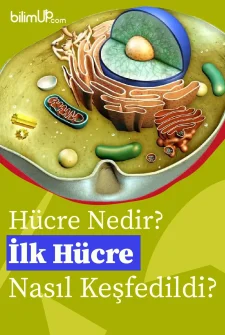 Hücre Nedir, İlk Hücre Nasıl Keşfedildi?