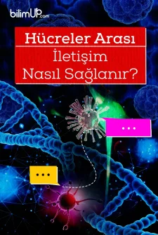 Hücreler Arası İletişim Nasıl Sağlanır?