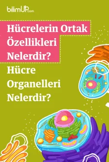 Hücrelerin Ortak Özellikleri Nelerdir? Hücre Organelleri Nelerdir?