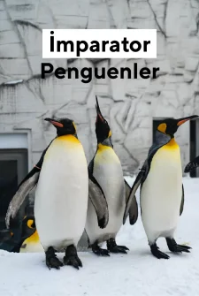 İmparator Penguenler