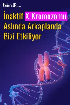 İnaktif X Kromozomu Aslında Arkaplanda Bizi Etkiliyor