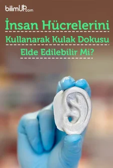 İnsan Hücrelerini Kullanarak Kulak Dokusu Elde Edilebilir Mi?
