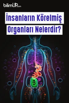 İnsanların Körelmiş Organları Nelerdir?