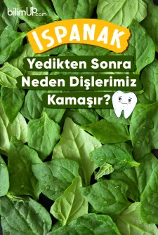 Ispanak Yedikten Sonra Dişlerimiz Neden Kamaşır?