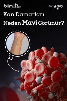 Kan Damarları Neden Mavi Görünür?