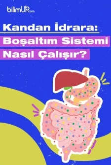 Kandan İdrara: Boşaltım Sistemi Nasıl Çalışır?