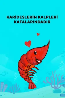 Karideslerin Kalbi Kafalarındadır