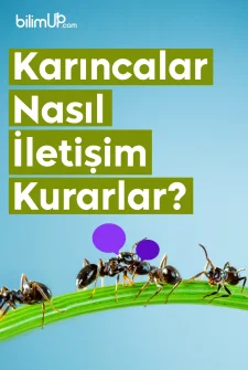 Karıncalar Nasıl İletişim Kurarlar?