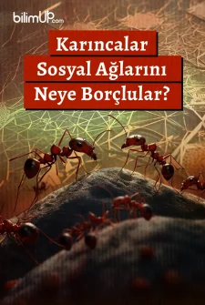 Karıncalar Sosyal Ağlarını Neye Borçlular?