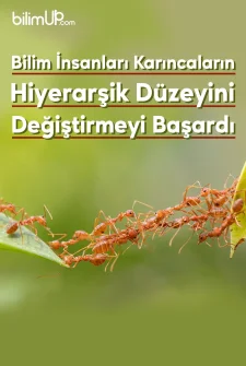 Bilim İnsanları Karıncaların Hiyerarşik Düzeyini Değiştirmeyi Başardı