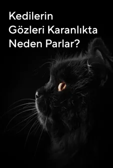 Kedilerin Gözleri Karanlıkta Neden Parlar?