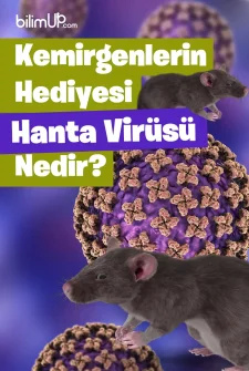 Kemirgenlerin Hediyesi Hanta Virüsü Nedir?