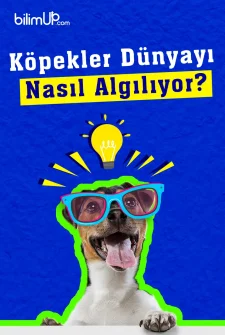 Köpekler Dünyayı Nasıl Algılıyor?