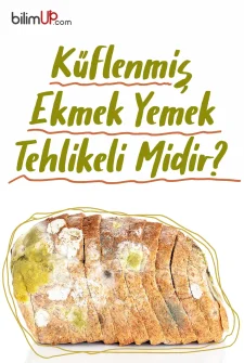Küflenmiş Ekmek Yemek Tehlikeli Midir?