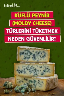 Küflü Peynir (Moldy Cheese) Türlerini Tüketmek Neden Güvenlidir?