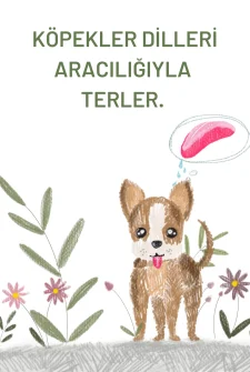 Köpeklerin Dilleri Aracılığıyla Terlediğini Biliyor Muydunuz?